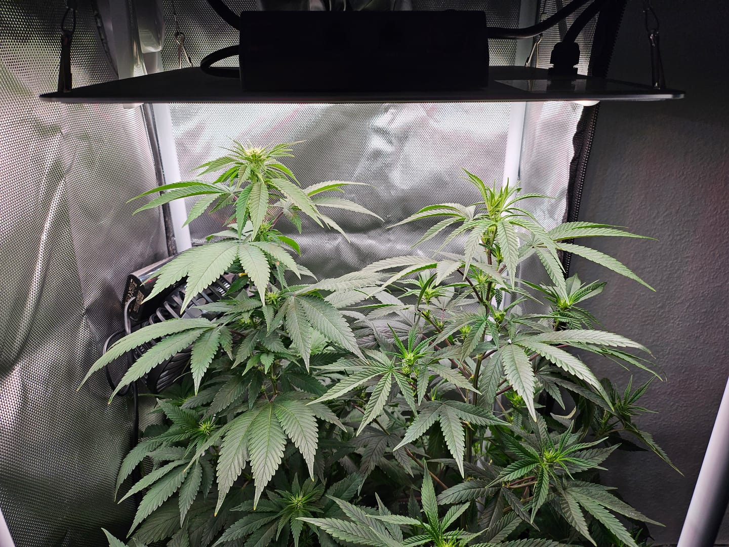 Customer photo review of Hanfsteckling | Blackberry Moonrock