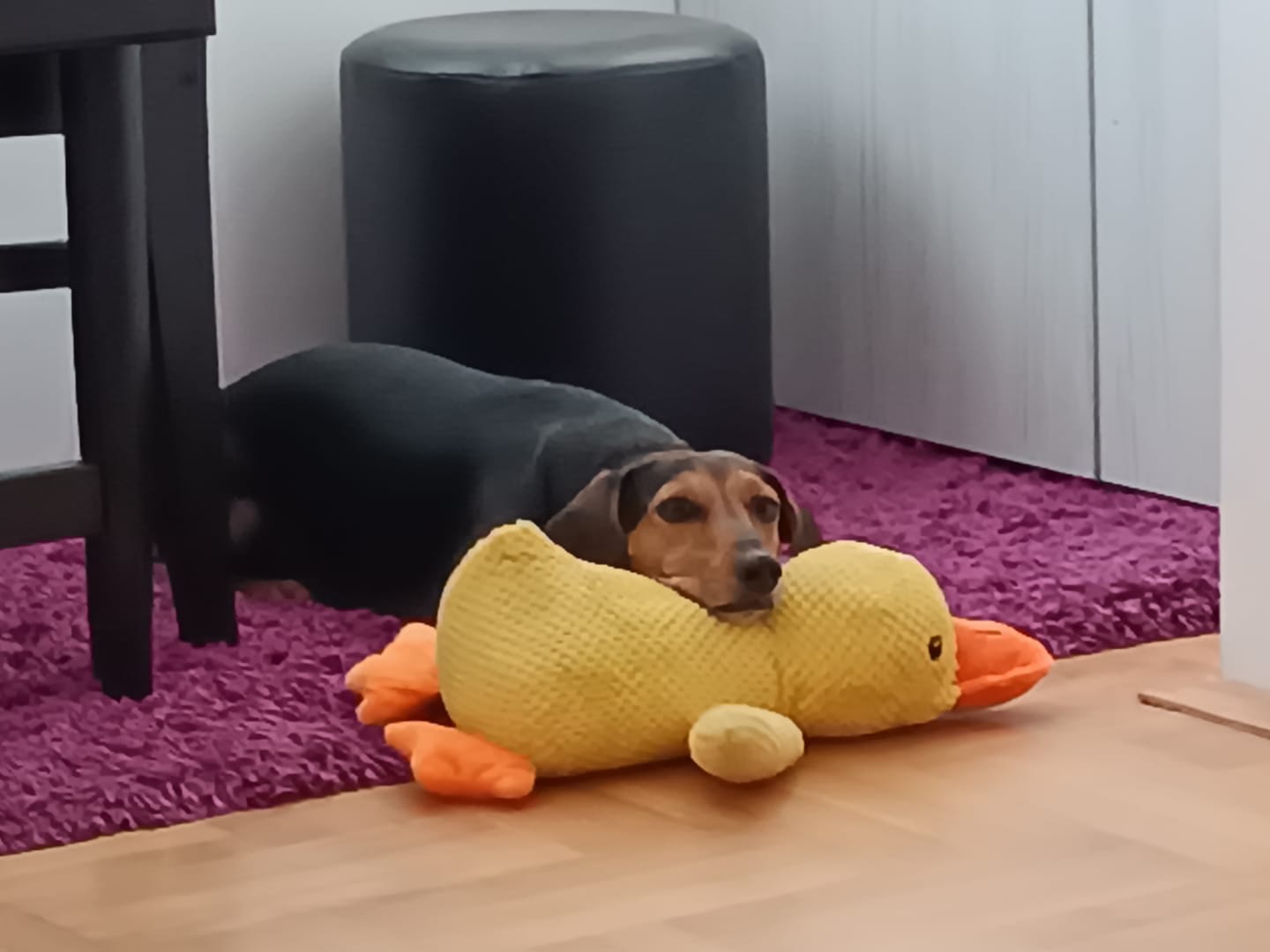 Customer photo review of Smirujuća Patka Za Pse