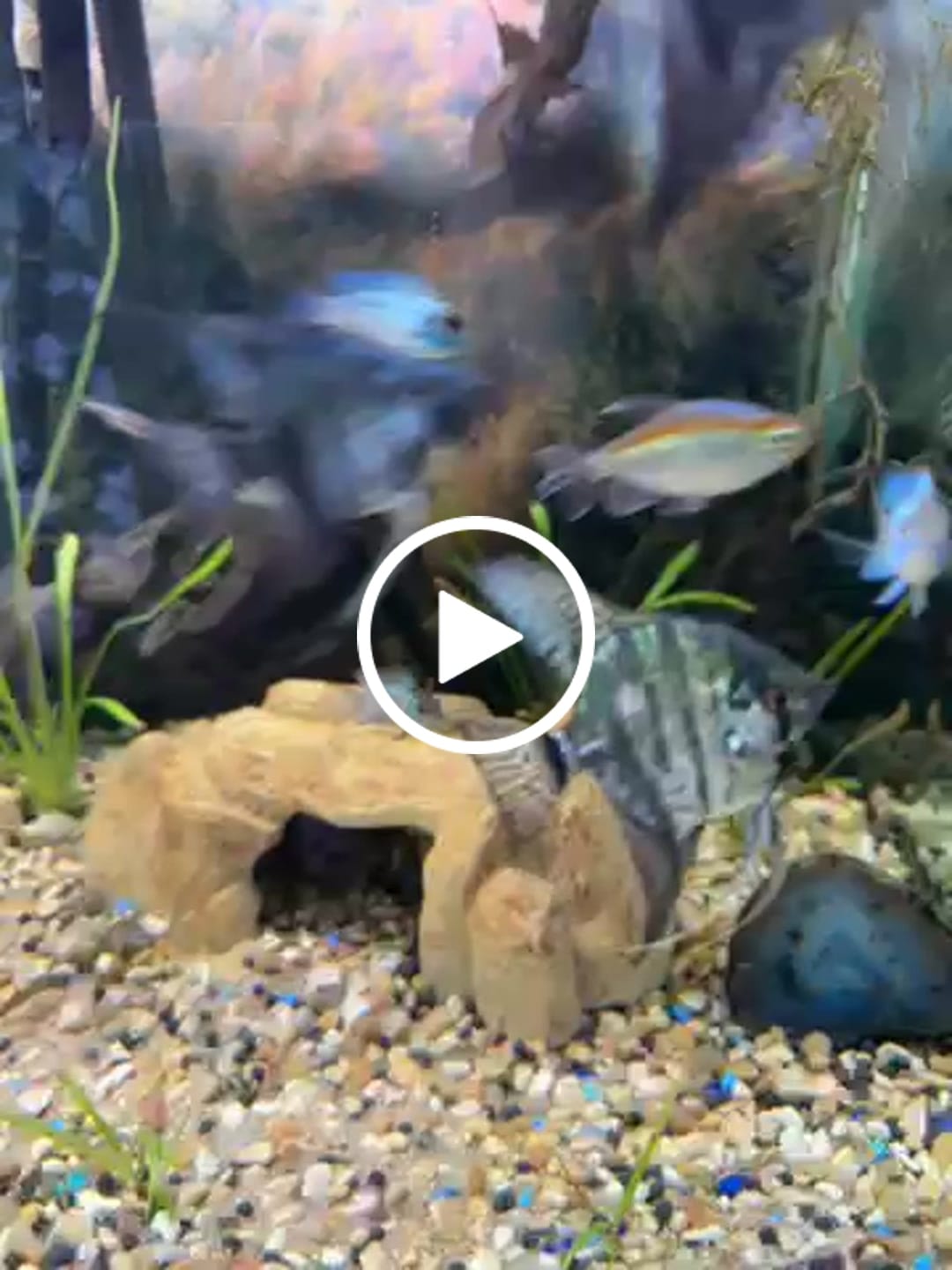 Customer video review of Dwarf Sag (Sagittaria Subulata)