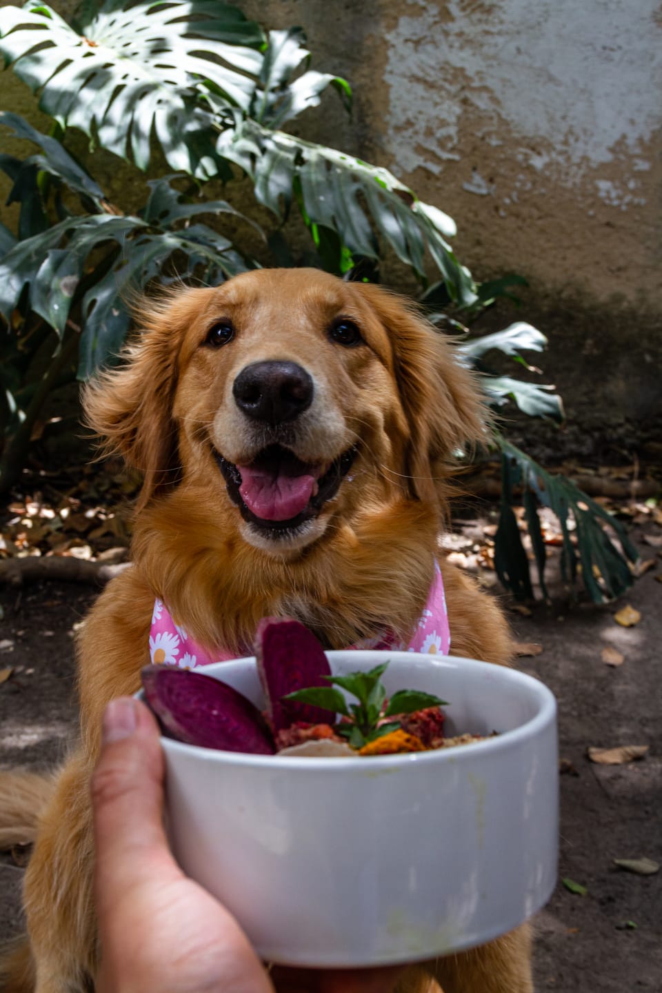 Customer photo review of Nutribite I Dieta BARF a Domicilio. Alimento Natural Para Perro