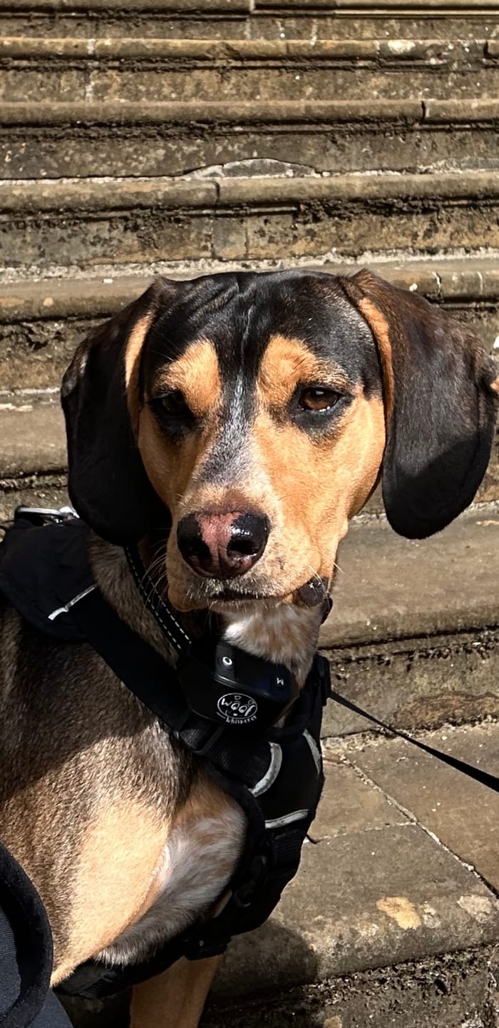 Customer photo review of Rechargeable Anti Bark Training Collar - Sound & Vibration - No Shock