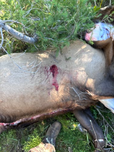 Customer photo review of Beast Broadheads (2-Pack + Practice Tip)