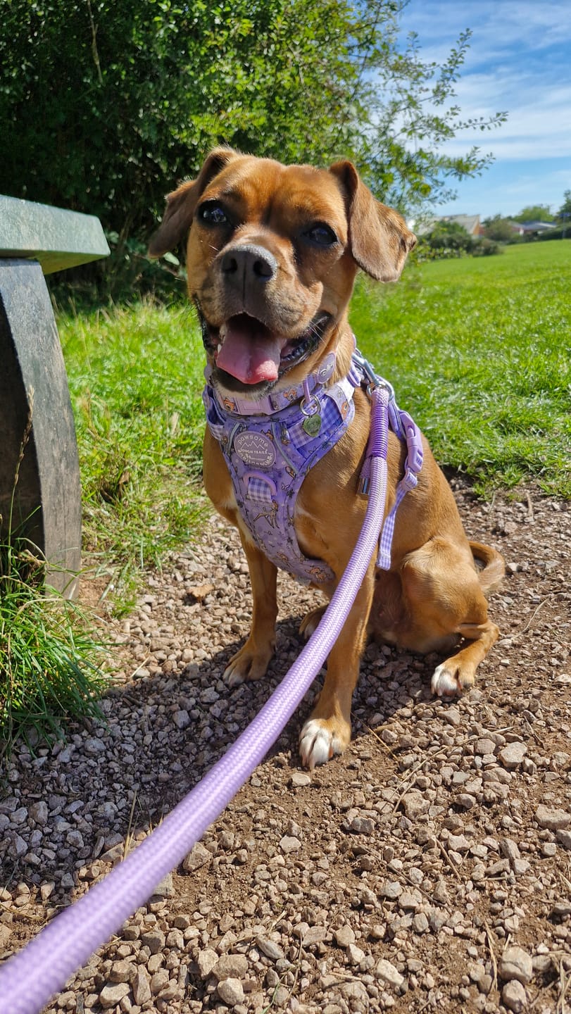 Customer photo review of Disney© Collar - Bambi + Friends Lilac