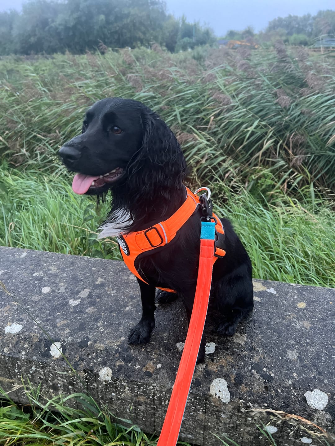 Customer photo review of Premium Comfort Harness | Non Restrictive & Adjustable - Orange v2.0
