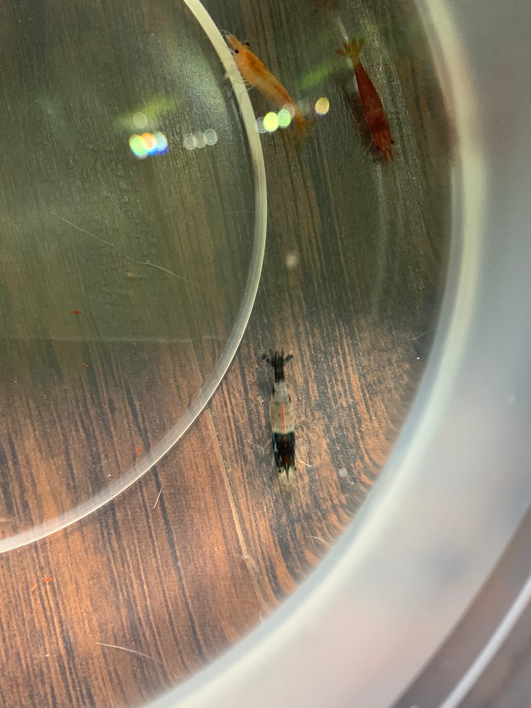 Customer photo review of Carbon Rili Shrimp