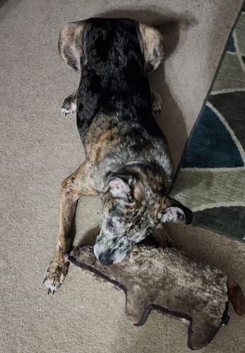 Customer photo review of Tough Plush - Triple Stitch