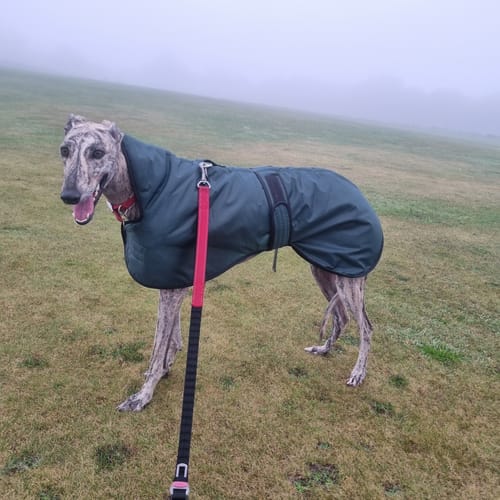 Customer photo review of Vetra - Warm Sighthound Coat with Zip Harness Hole