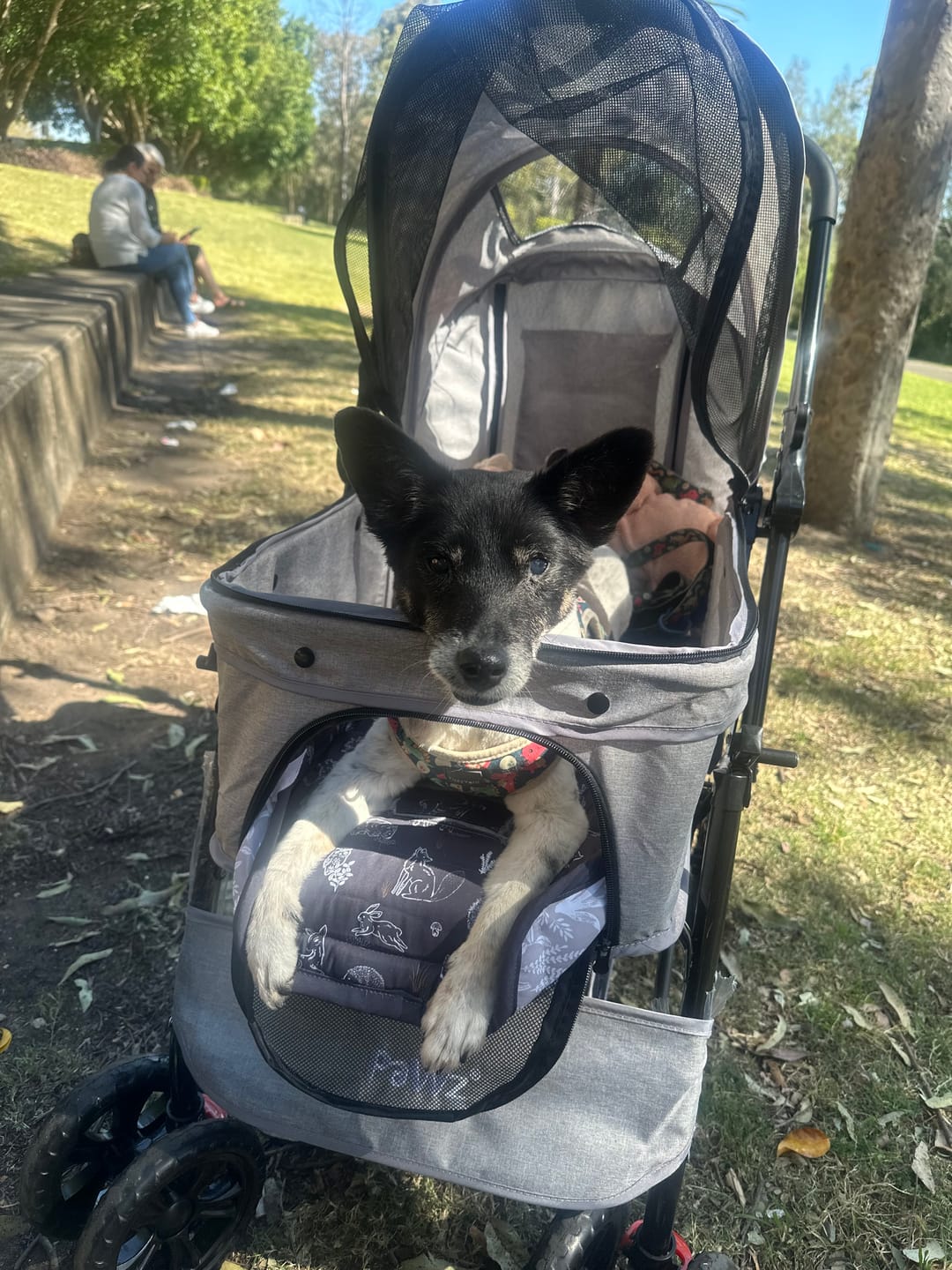 Customer photo review of PaWz Pet Dog Stroller Pram 4 Wheels