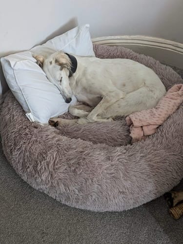 Customer photo review of Super Plush Donut Bed