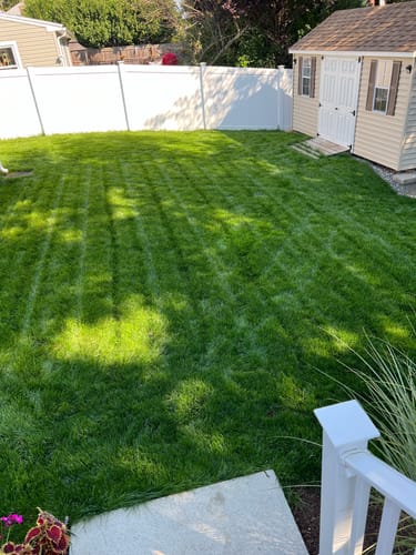 Customer photo review of GCI Turf Cool Blue Grass Seed