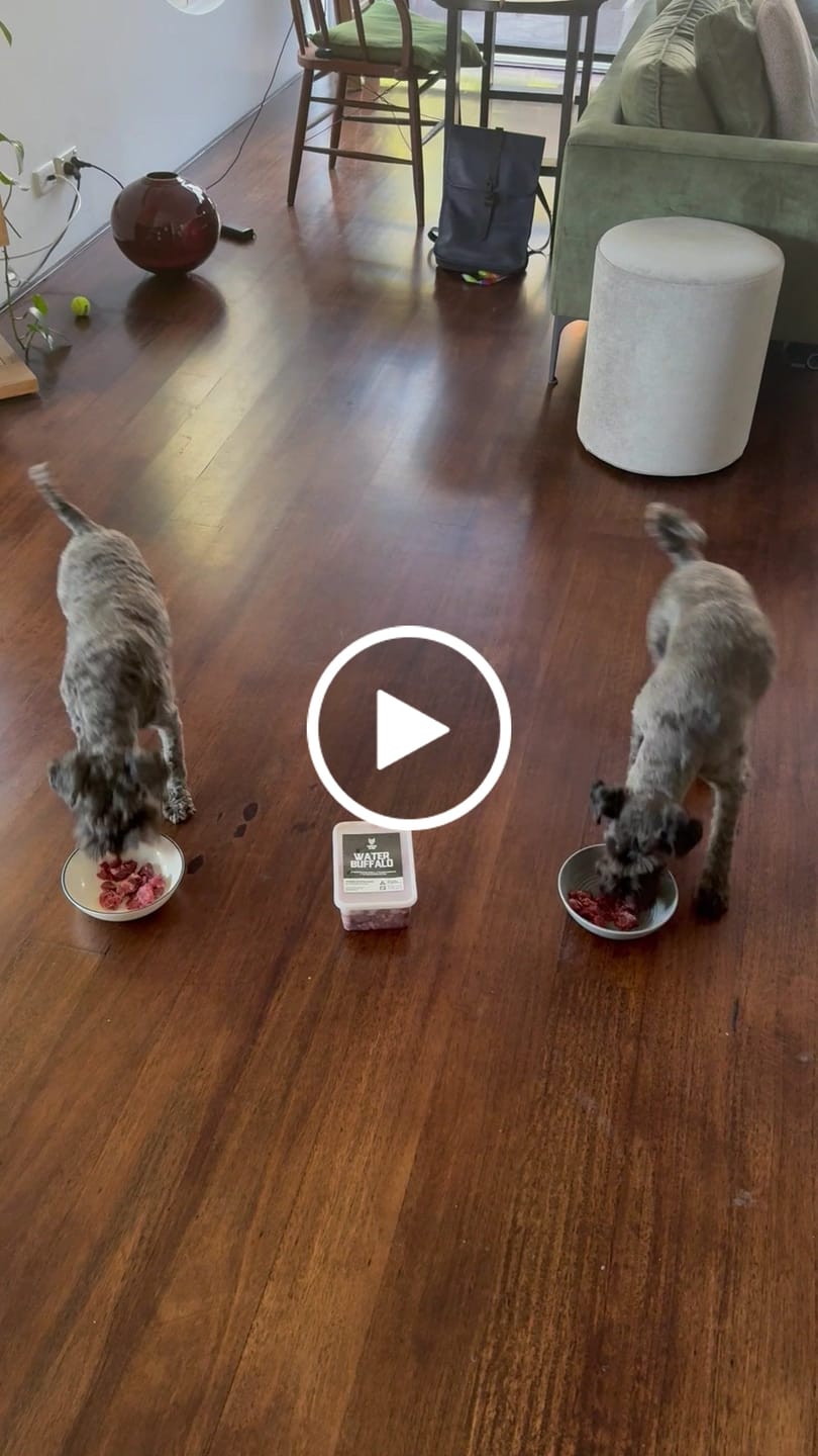 Customer video review of PRIMAL WILD MIX - Raw
