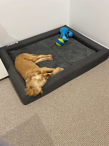 Customer photo review of PaWz Premium Memory Foam Calming Dog Bed