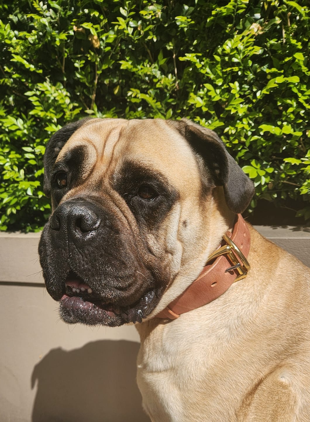 Customer photo review of BIG Dog Collar