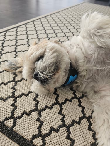 Customer photo review of Collier Anti Aboiement PuppySafe
