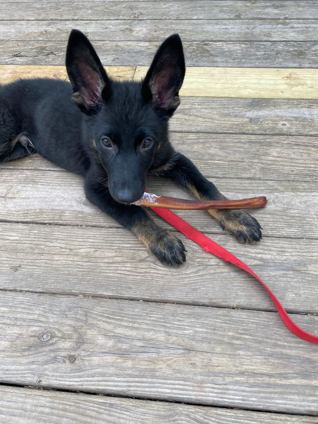Customer photo review of 6 Inch Beef Jerky Stick