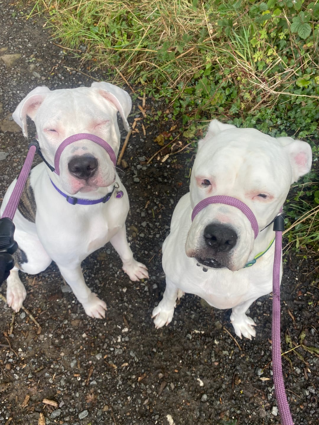 Customer photo review of Slip Lead | Anti-Pull & Anti-Choking Training Lead - Purple