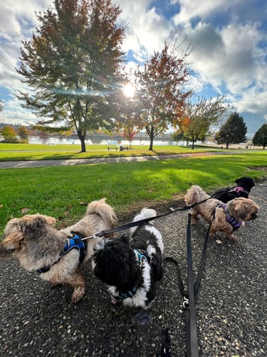 Customer photo review of *PREORDER - SHIPS LATE AUGUST* Beef Bowl