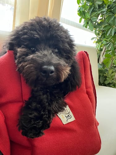 Customer photo review of Trasportino Panama