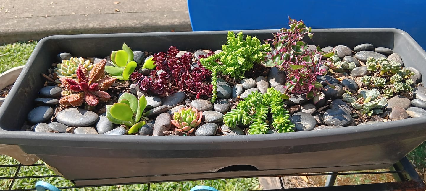 Customer photo review of Crassula ericoides 'Large Whipcord'