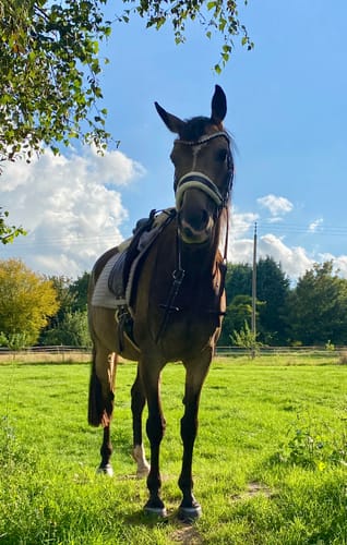 Customer photo review of Harmony Bridle - anatomische gebisslose Trense mit Crystal Stirnband