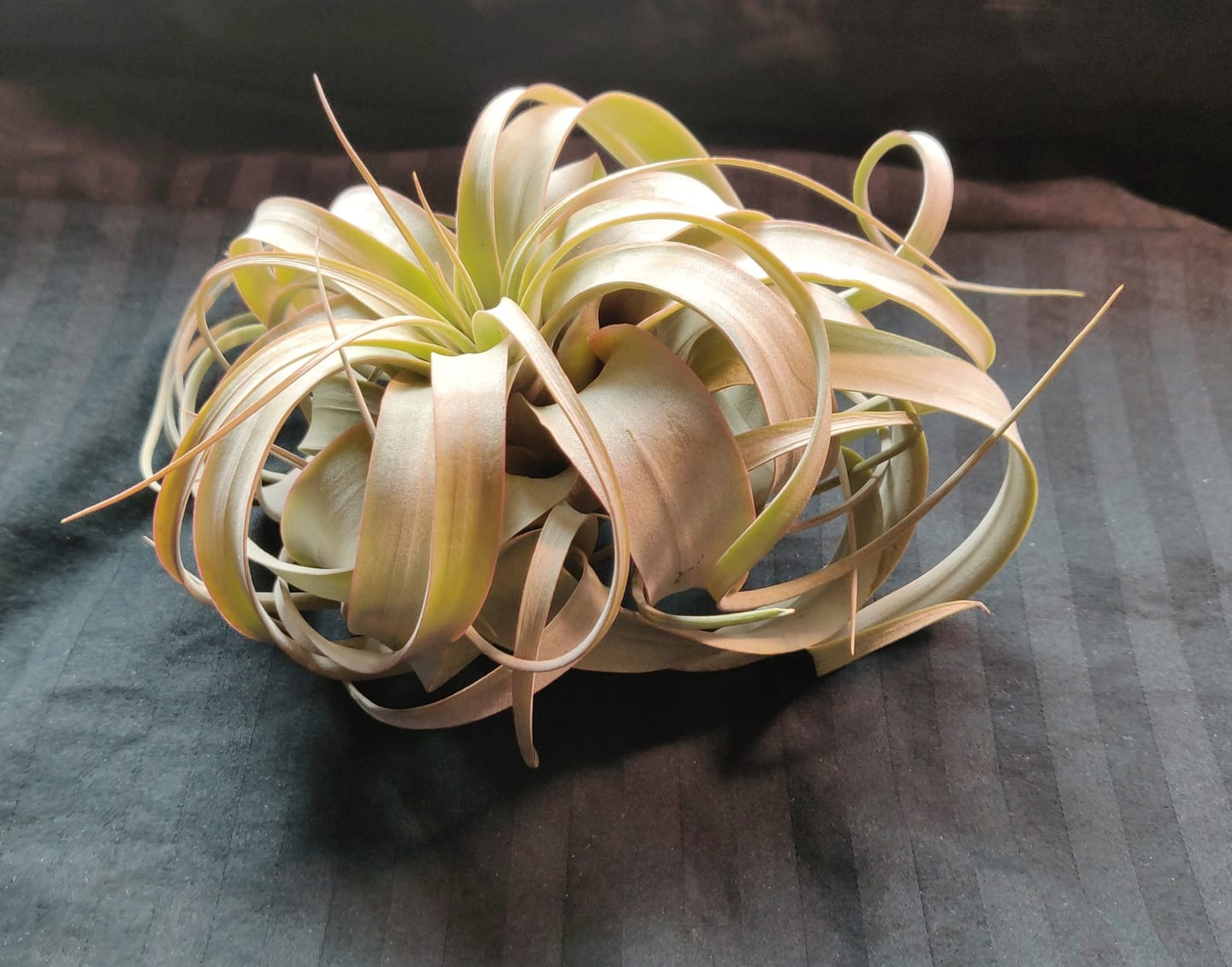 Customer photo review of Xerographica Thick Leaf Form  *Cannot Be Shipped Internationally*
