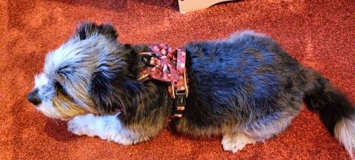 Customer photo review of Tough Trails™ Harness - Mable's Meadow