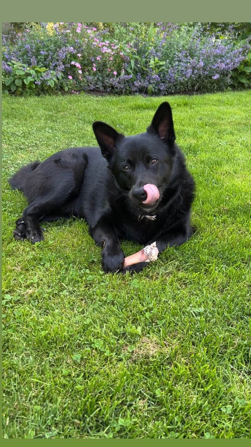 Customer photo review of AlphaSpirit - Ham Bone