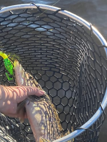 Customer photo review of Headbanger Shad 6"