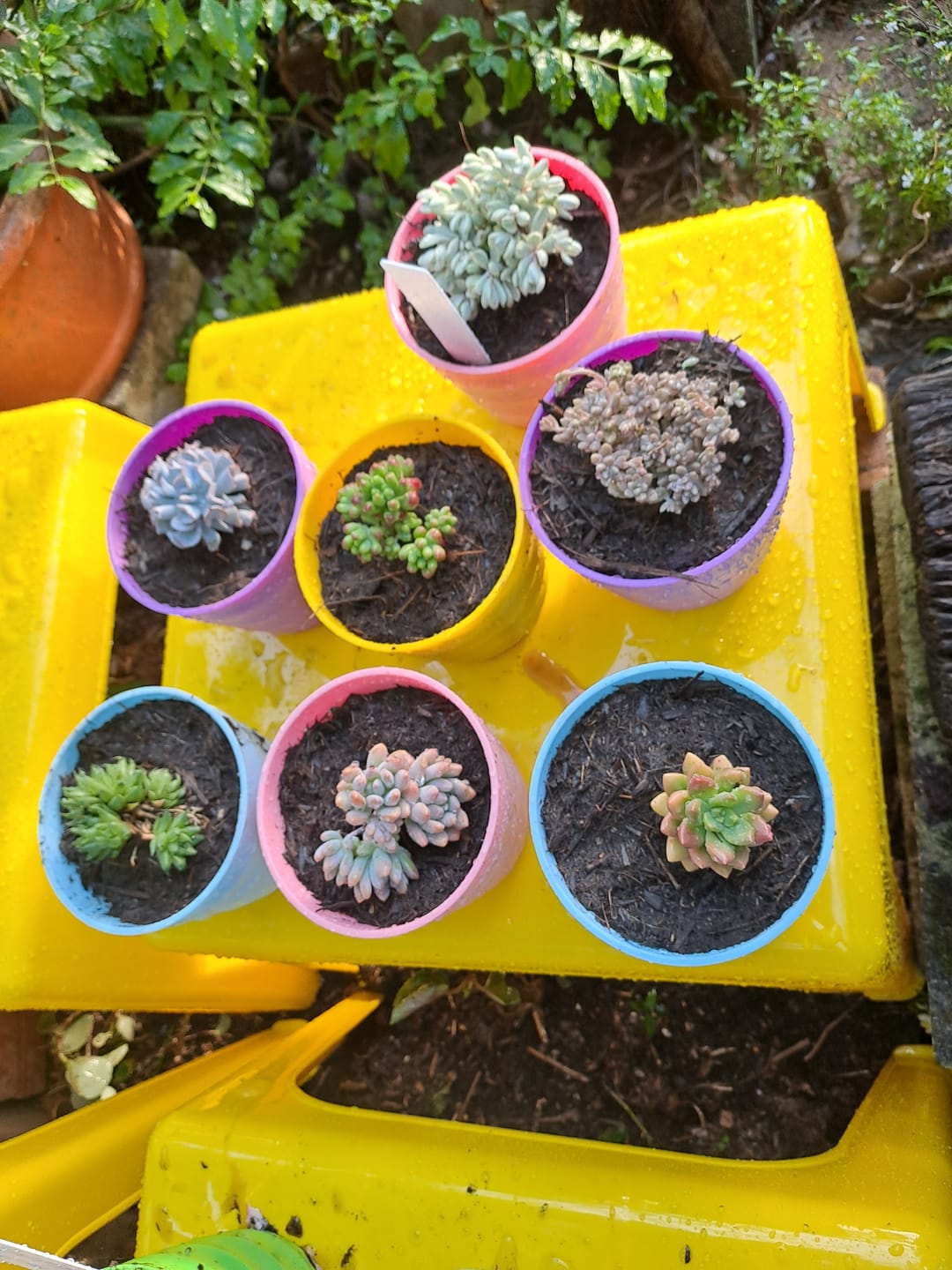Customer photo review of Bulk Mixed Succulent Value Packs