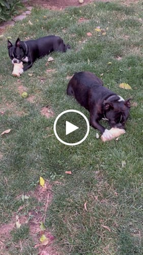 Customer video review of Beef Cheek Rolls