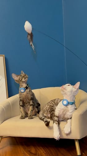 Customer photo review of Interactive Bird Simulation Cat Toy Set
