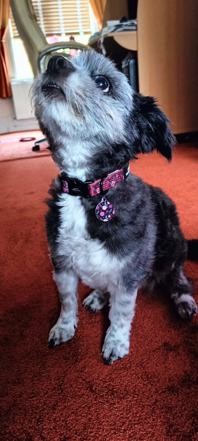 Customer photo review of Collar - Mable's Meadow