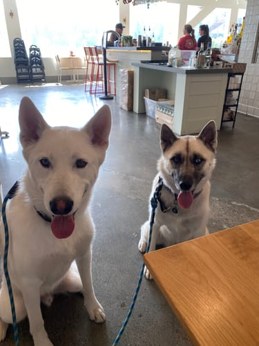 Customer photo review of 12 Inch Jumbo Braided Bully Stick