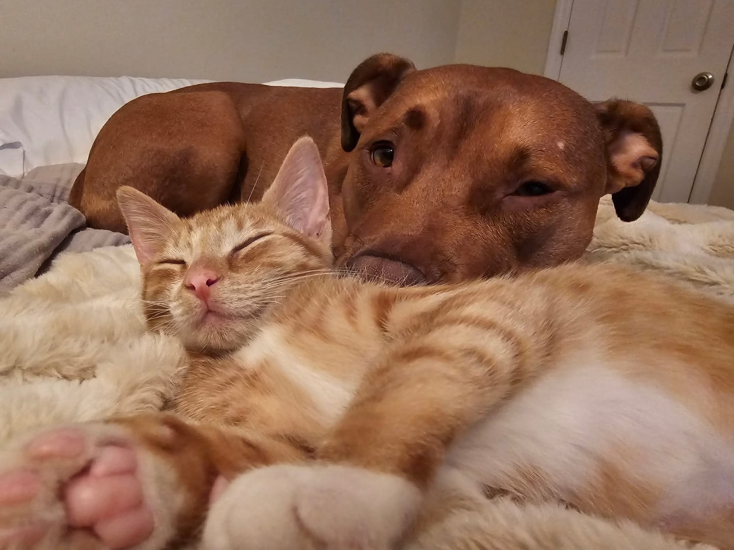 Customer photo review of Pet Health +
