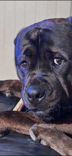 Customer photo review of Bully Sticks | Beef Pizzle