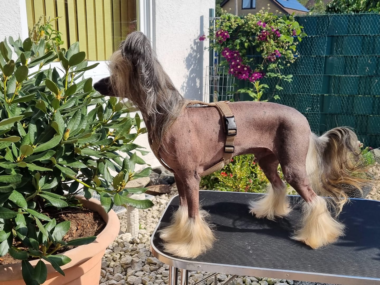 Customer photo review of Windhundgeschirr FUN Welpe/Windspiel "Golden Sand"