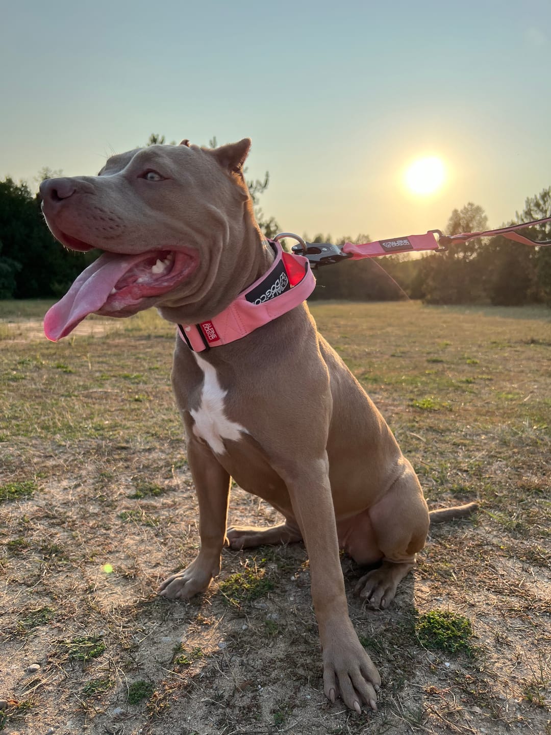 Customer photo review of 2" Tactik Dog Collar - Rose