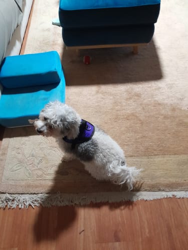 Customer photo review of Dogs Harness Australia With Name