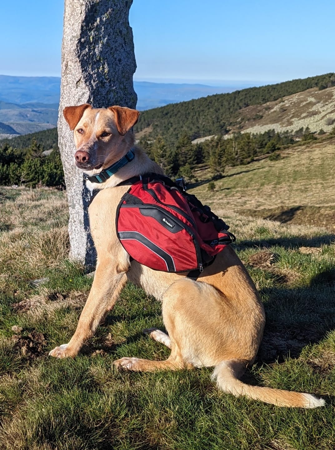 Customer photo review of Sac de bât pour chien Truelove