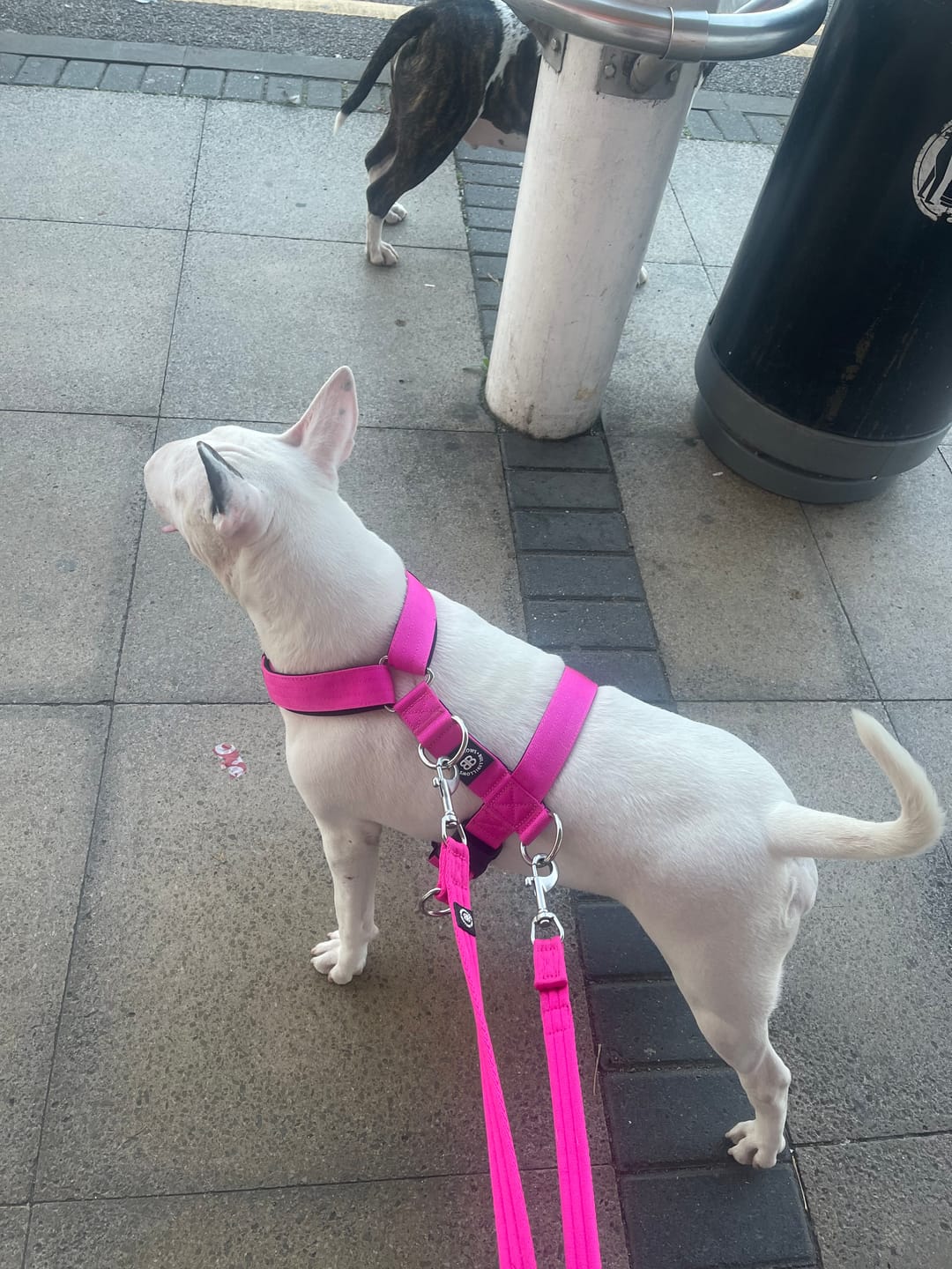 Customer photo review of TRI-Harness® | Anti-Pull, Adjustable & Durable - Dog Trainers Choice - Magenta v2.0