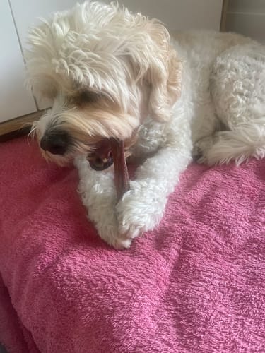 Customer photo review of Bully Sticks | Beef Pizzle