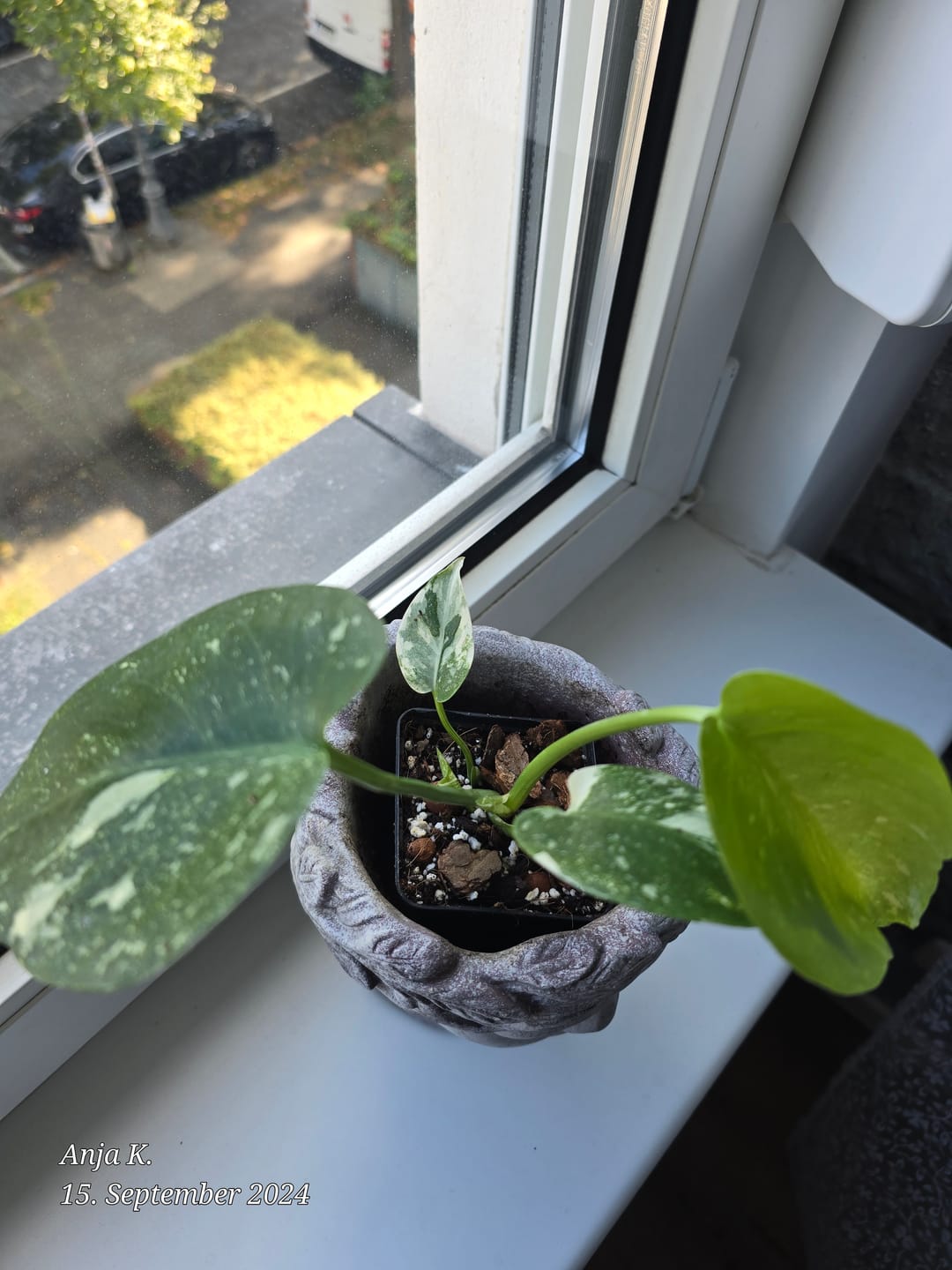 Customer photo review of MONSTERA THAI CONSTELLATION