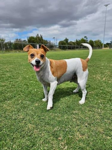 Customer photo review of Bully Sticks | Beef Pizzle