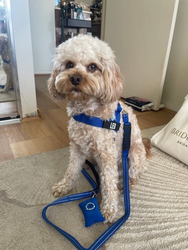 Customer photo review of Dog Poop Bag Holder