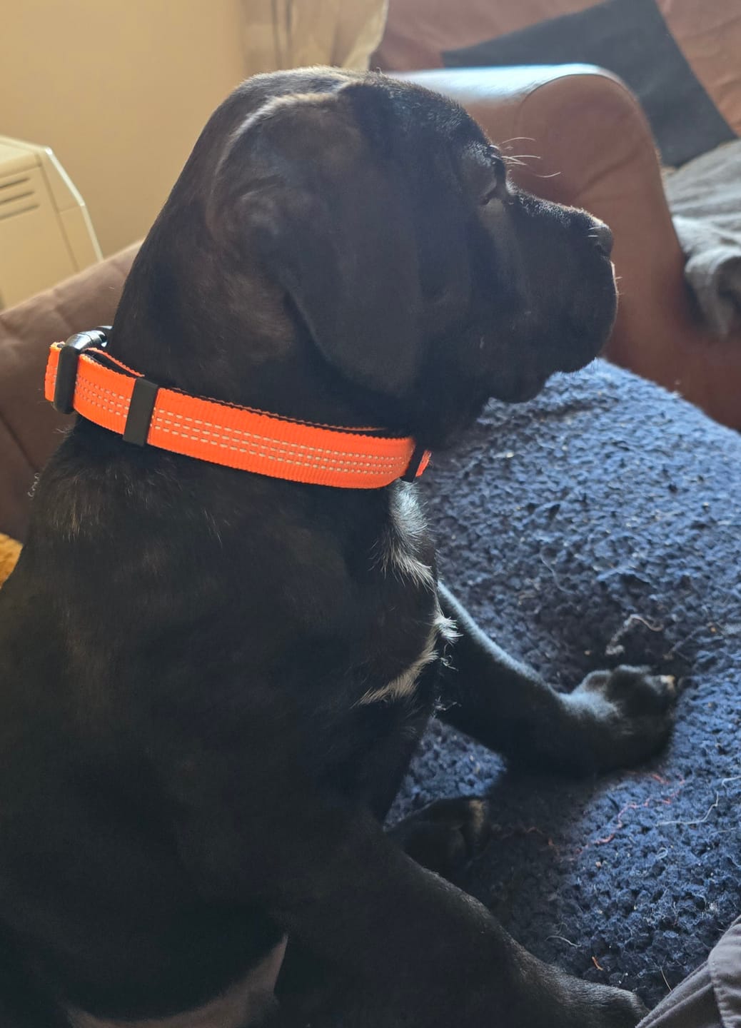 Customer photo review of Training Double Ended Lead | 2m Length | Multifunctional - Black