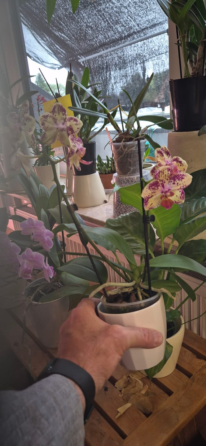 Customer photo review of Table Dance Orchideen Farbmix mit 2+ Stielen im 6er Set