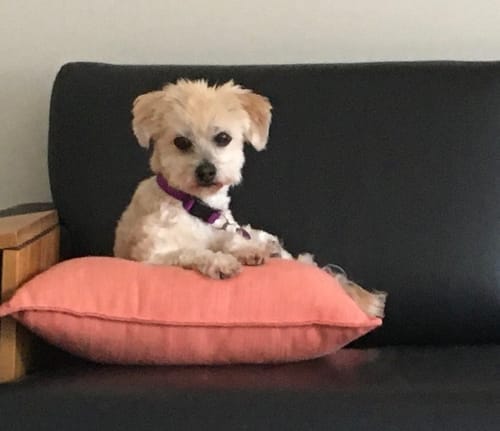 Customer photo review of Bugsy's Air-Dried Chicken