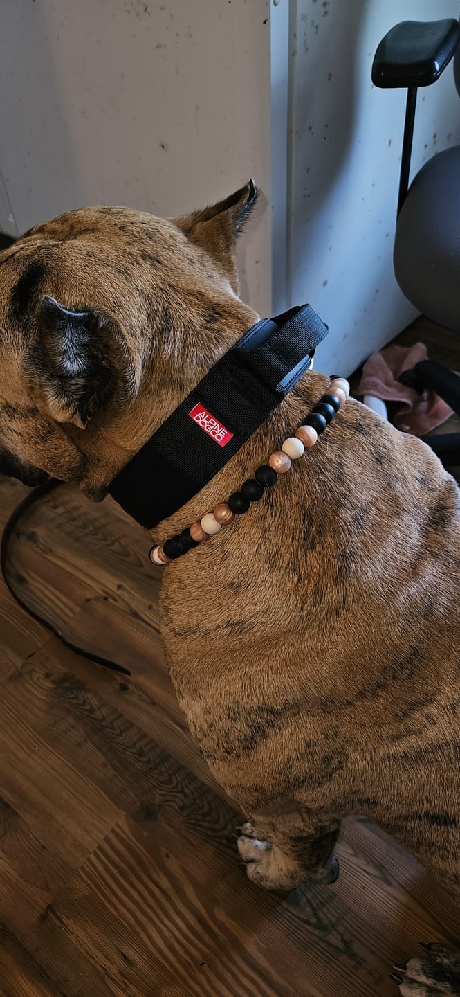 Customer photo review of 2" Tactik Dog Collar - Black