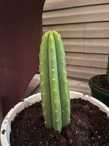 Customer photo review of San Pedro Cactus Cuttings | Echinopsis (Trichocereus) pachanoi Cuttings