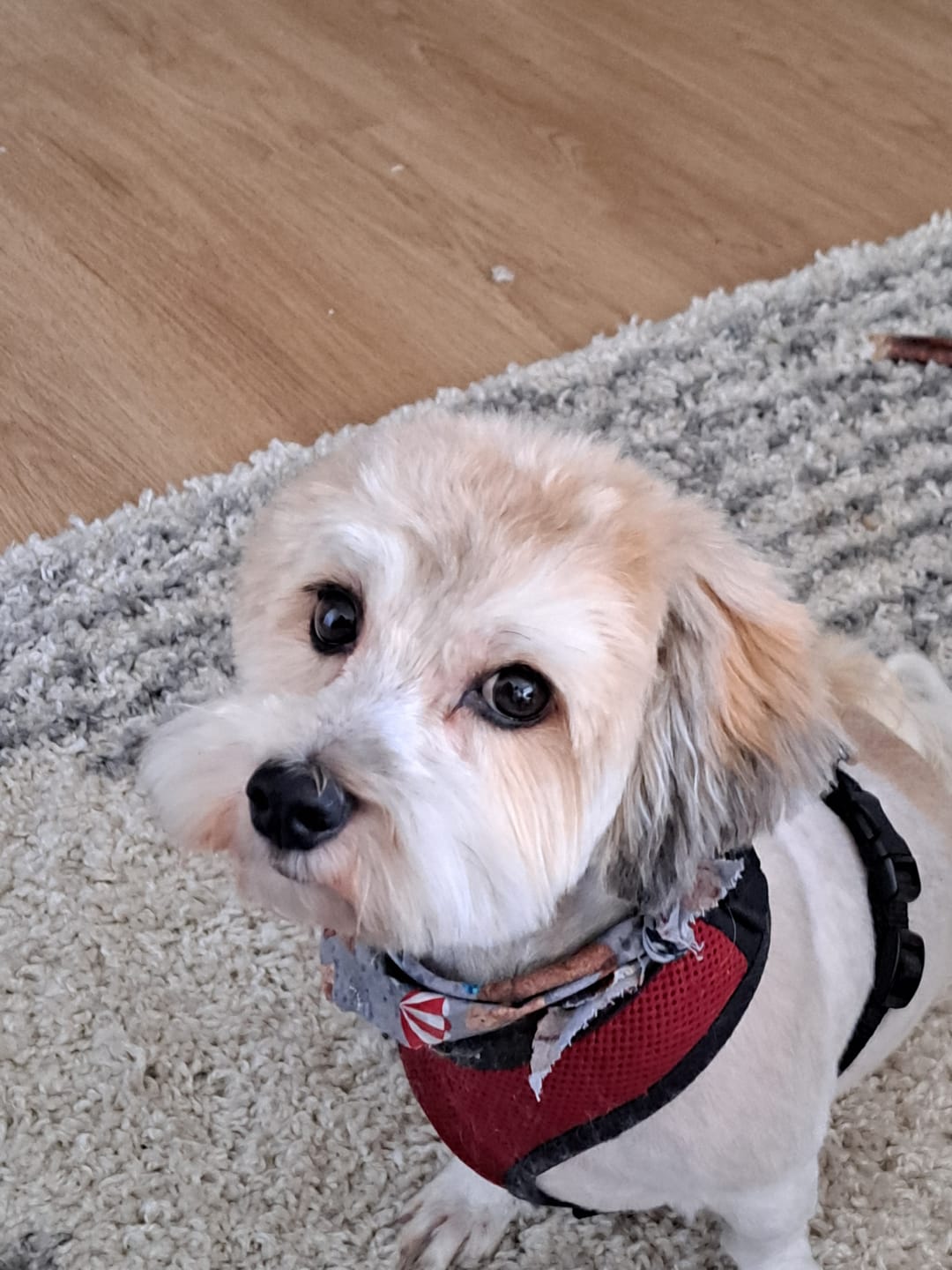 Customer photo review of Himalayan Yak Chew (SMALL)